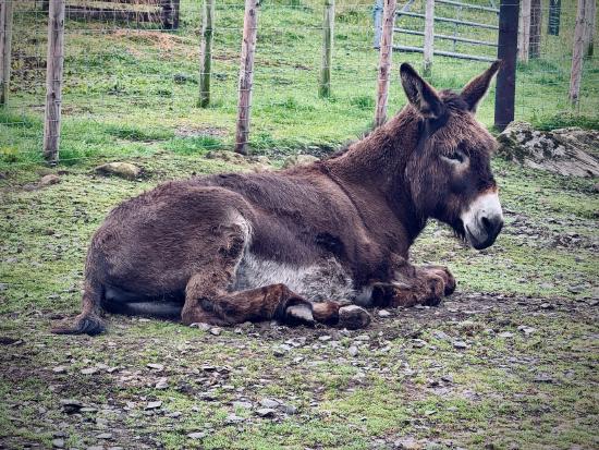 Campingplatz „Herdingfarm“, Haltwhistle, England